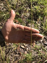 Polygonella gracilis