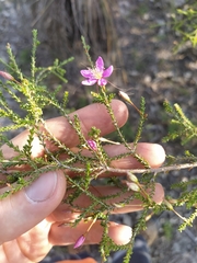 Calytrix fraseri