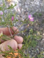 Calytrix fraseri