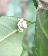Thomisus