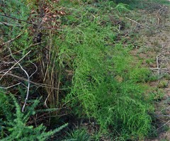 Asparagus cooperi