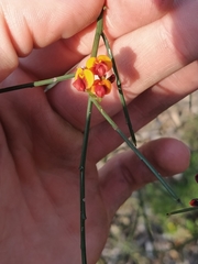 Daviesia divaricata