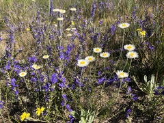 Chrysocephalum baxteri