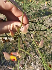 Daviesia divaricata