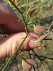 Daviesia divaricata