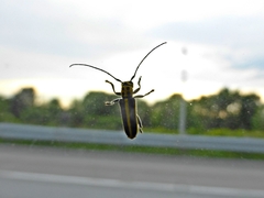 Saperda puncticollis