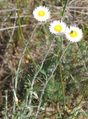 Chrysocephalum baxteri