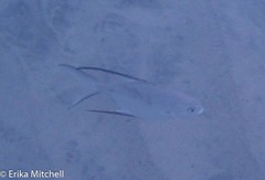 Trachinotus goodei