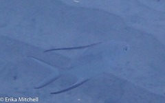 Trachinotus goodei