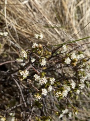 Pimelea oreophila