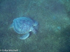 Chelonia mydas