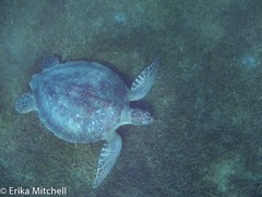 Chelonia mydas