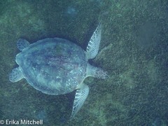 Chelonia mydas