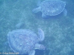 Chelonia mydas