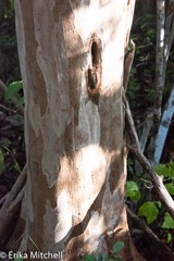 Pimenta racemosa