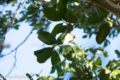 Pimenta racemosa