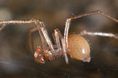 Nesticidae
