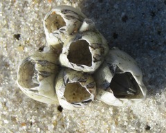 Amphibalanus eburneus