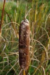 Typha × glauca