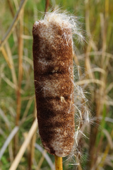 Typha × glauca