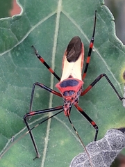 Zelus armillatus