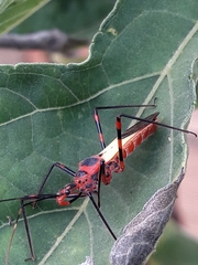 Zelus armillatus