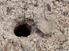 Portacosa cinerea