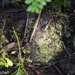 Selaginella rotundifolia - Photo (c) Erika Mitchell, osa oikeuksista pidätetään (CC BY-NC), lähettänyt Erika Mitchell