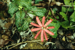 Passiflora variolata