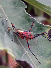 Zelus armillatus