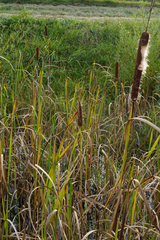 Typha × glauca