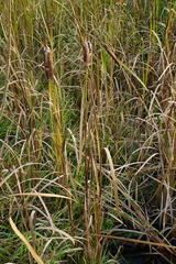 Typha × glauca