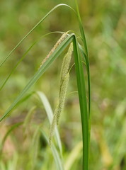 Carex fascicularis