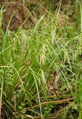 Carex fascicularis