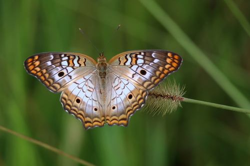 White Peacock photo 6