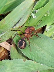 Acromyrmex coronatus