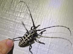 Plectrodera scalator