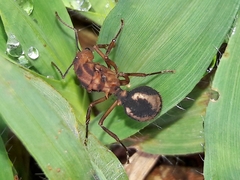 Acromyrmex coronatus