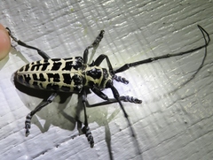 Plectrodera scalator