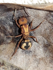 Acromyrmex coronatus