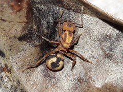 Acromyrmex coronatus