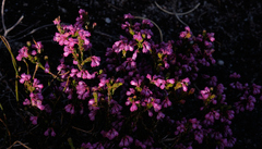 Erica gnaphaloides