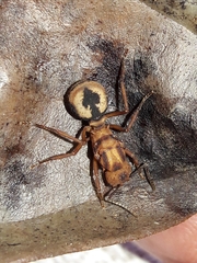 Acromyrmex coronatus