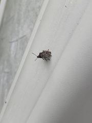 Podisus serieventris