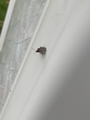 Podisus serieventris