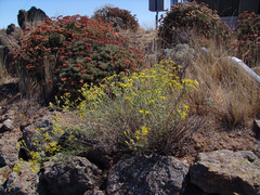 Senecio flaccidus douglasii