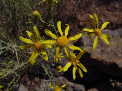 Senecio flaccidus douglasii