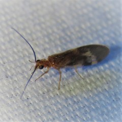 Climacia