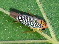Parathona gratiosa