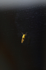 Stathmopoda auriferella